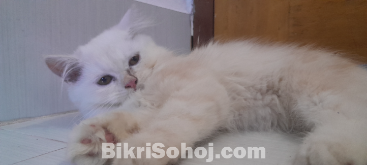 Persian Female kitten